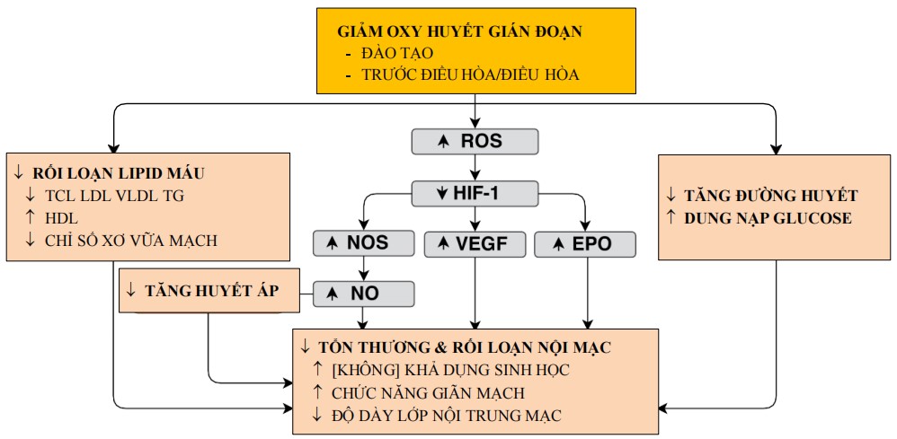 Các cơ chế bù trừ của các đáp ứng thích nghi với tình trạng giảm oxy huyết gián đoạn